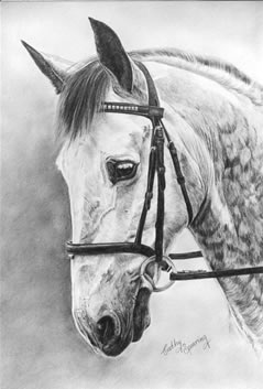 andalucian gelding